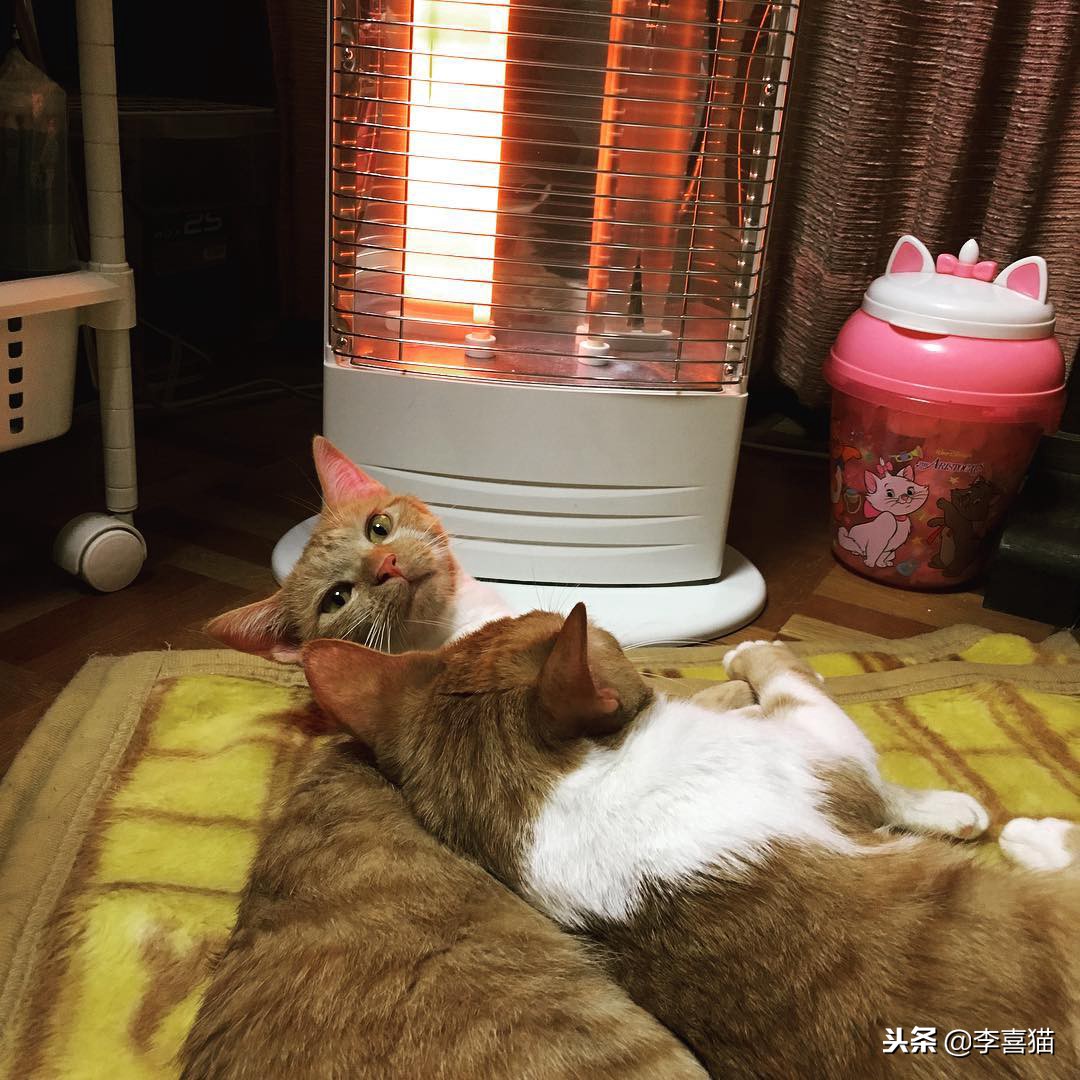 冬天到了铲屎官应注意些什么,铲屎官春季注意事项