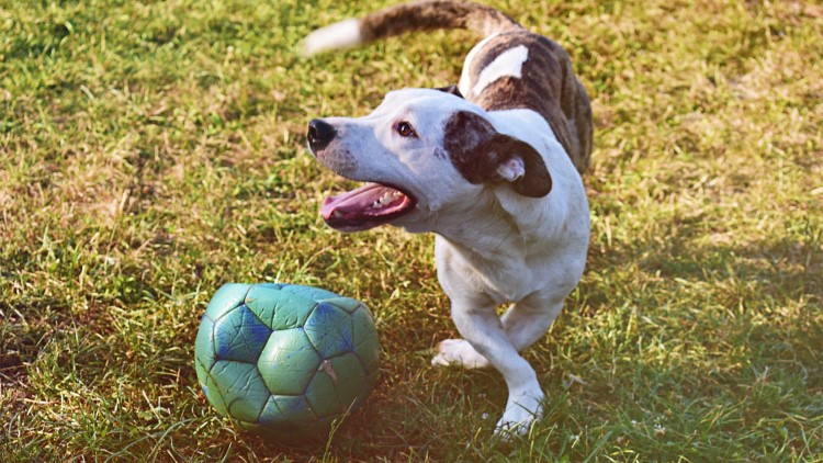 打狗针对身体以后有什么影响,打狗会有报应吗