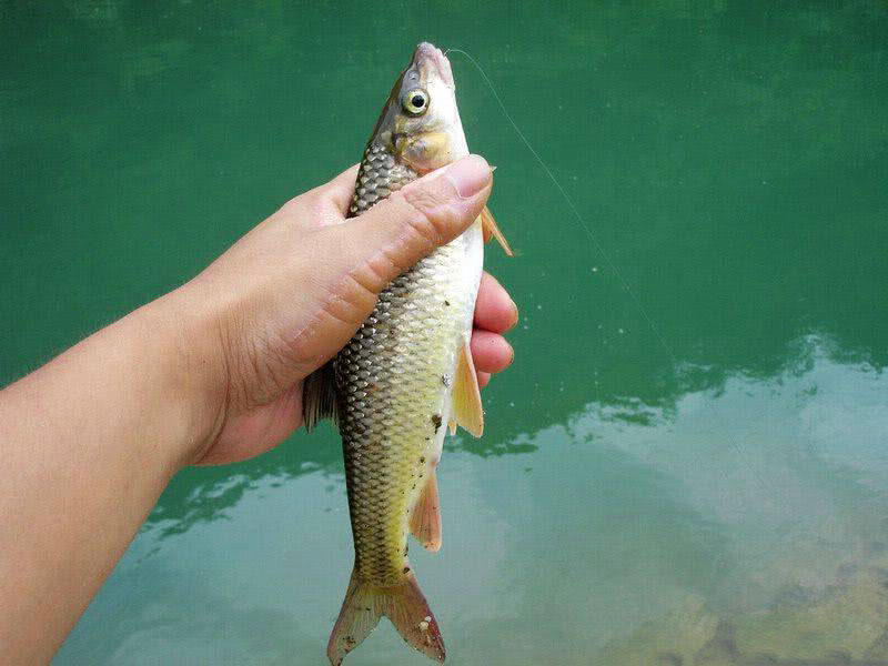 盘车冲钓赤尾,盘车冲钓青尾鲴