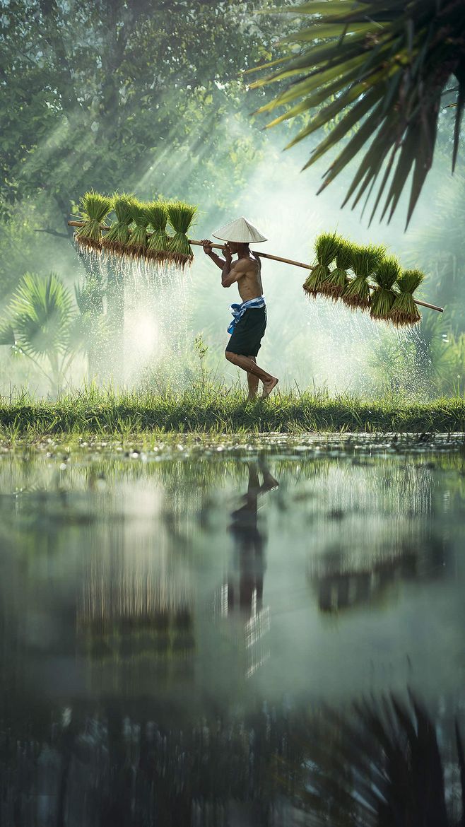 女权与田园式女权,田园女权传统女权
