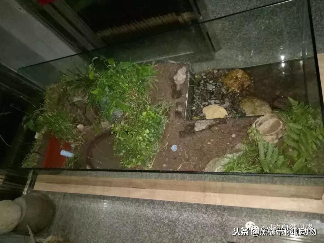 丛林造景黄缘龟池设计图大全,龟宝宝黄缘龟生态缸造景教程