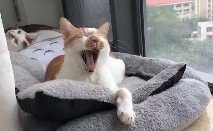 如何给猫咪做驱虫,如何给猫咪做正确的驱虫