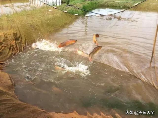 马来西亚养殖金龙鱼,养金龙鱼马来西亚