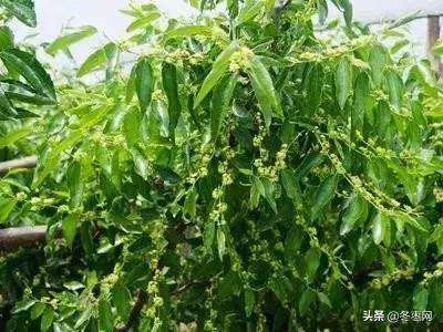 冬枣苗种植一个月了不发芽怎么办,冬枣树疯长不结果怎么办