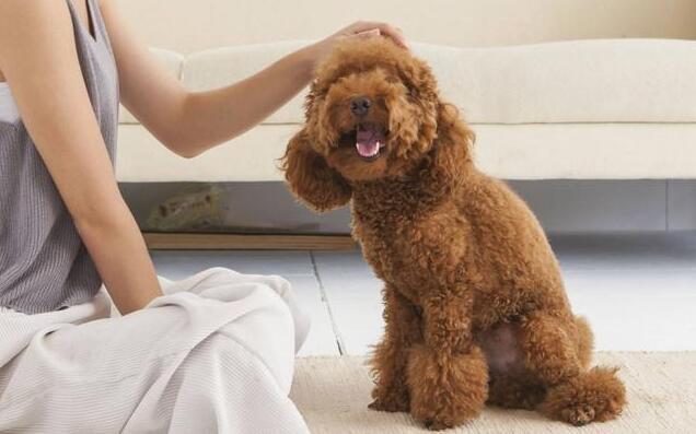 有人说泰迪是最烦人的狗狗,养泰迪犬的十大坏处