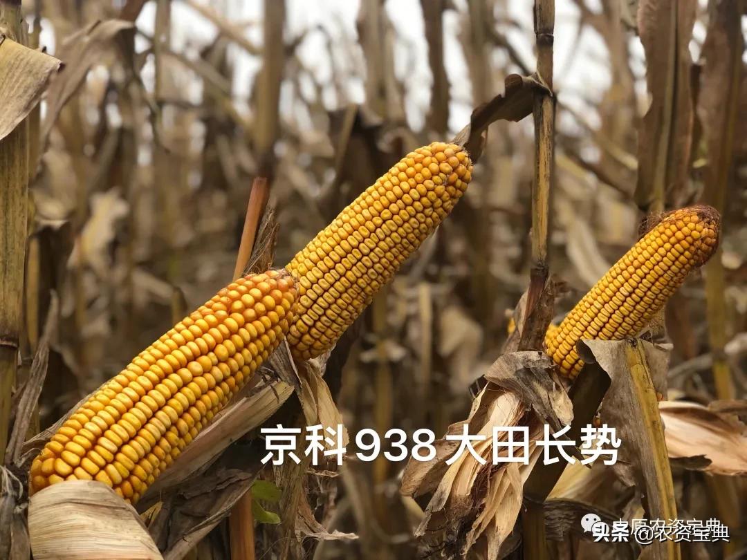国审玉米种京科938,京科968玉米国审
