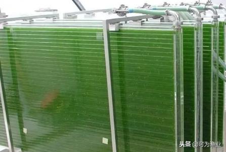 微藻净化化工污水,微藻去除废水的优势