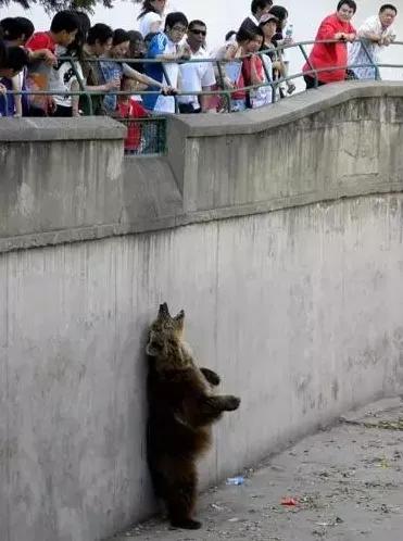 动物园怎么玩的具体介绍,动物园怎么玩更好玩