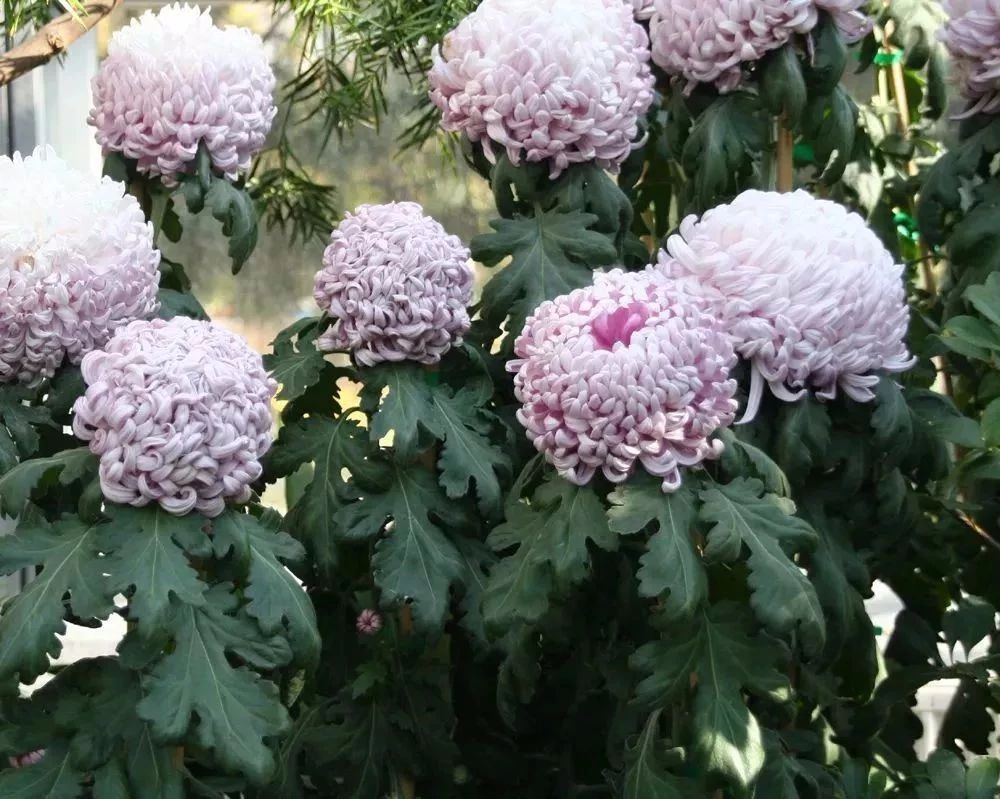 盆栽菊花第二年怎样重新养,菊花盆栽花开后花谢如何处理