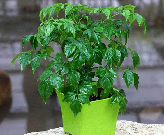 客厅养花不能放什么植物,客厅养什么植物不照阳光的