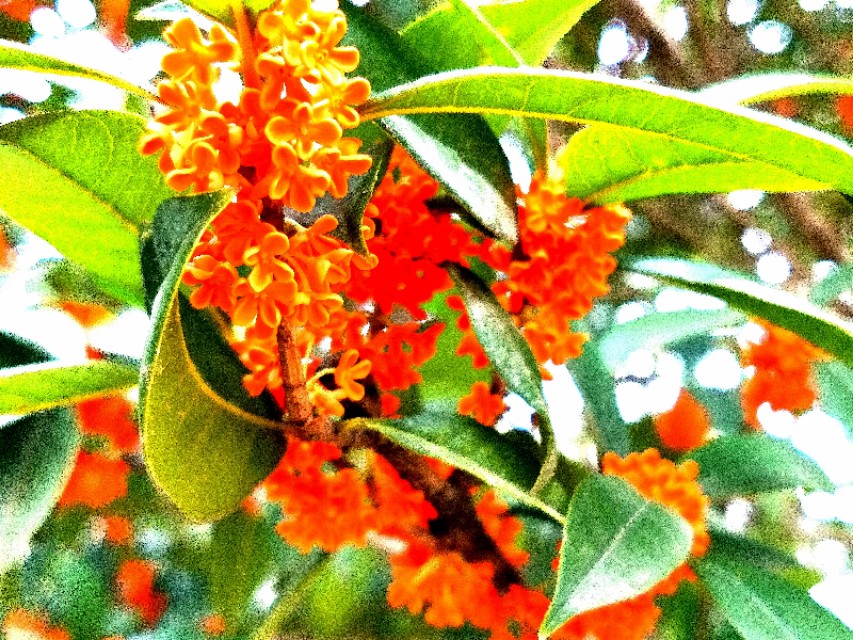 金秋十月金灿灿的桂花又香又美丽,又香又美的红桂花