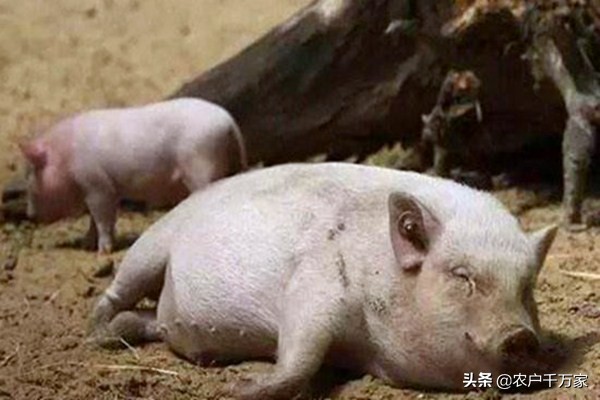 僵猪怎么治的小偏方,治疗僵猪中药配方