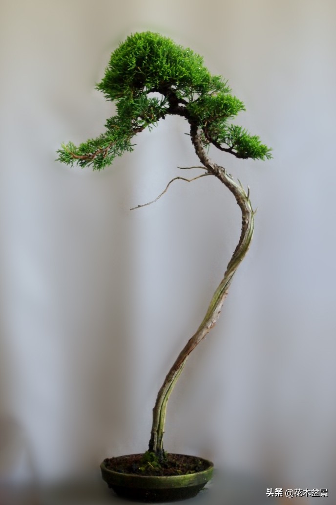 文人树盆景，宣泄一种情绪，吐露一种幽愤