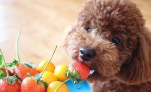 达克宁能治狗狗真菌吗,狗癣用达克宁擦多少天才能治好啊