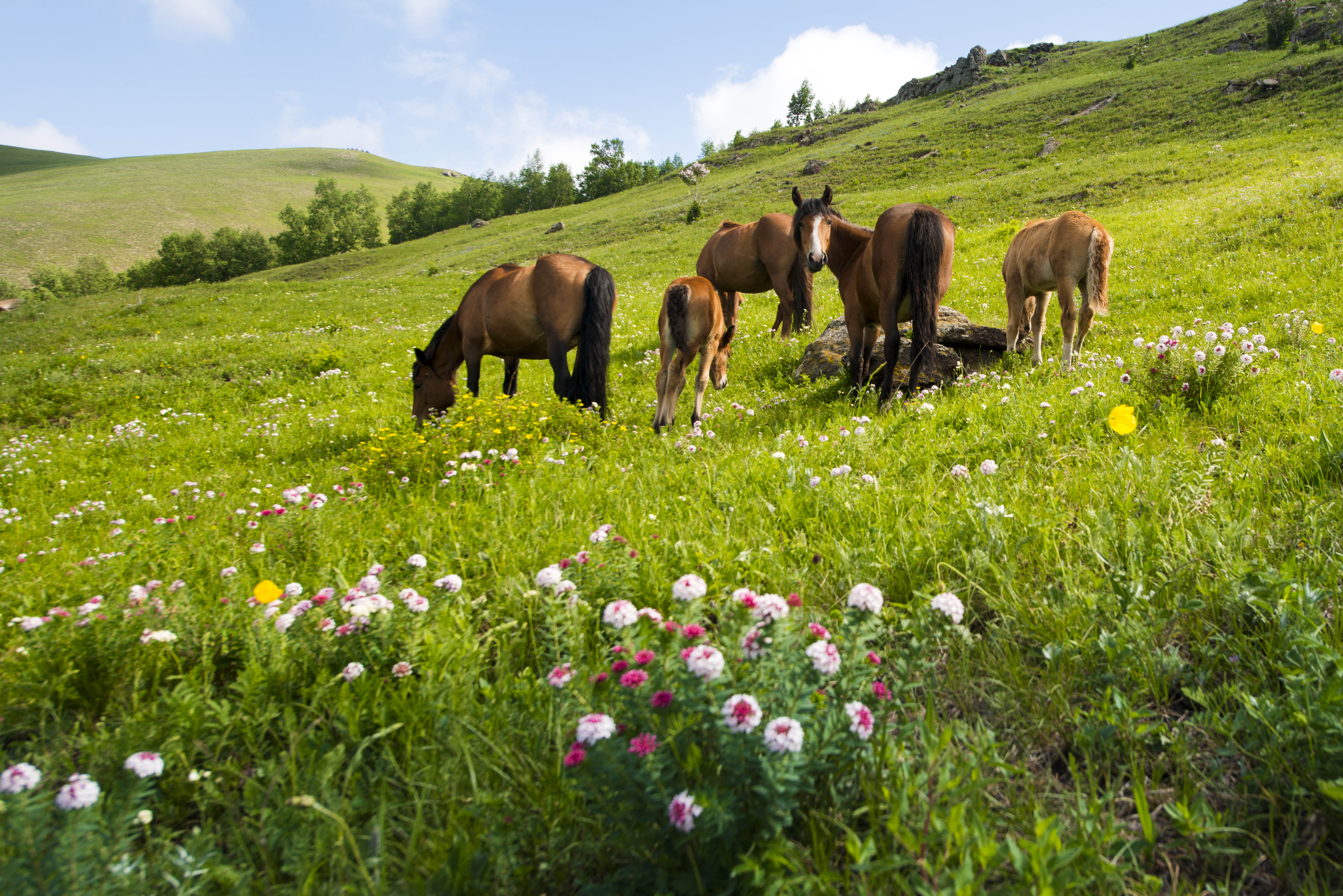 京北第一天路千松坝森林公园,京北第一草原景区和千松坝