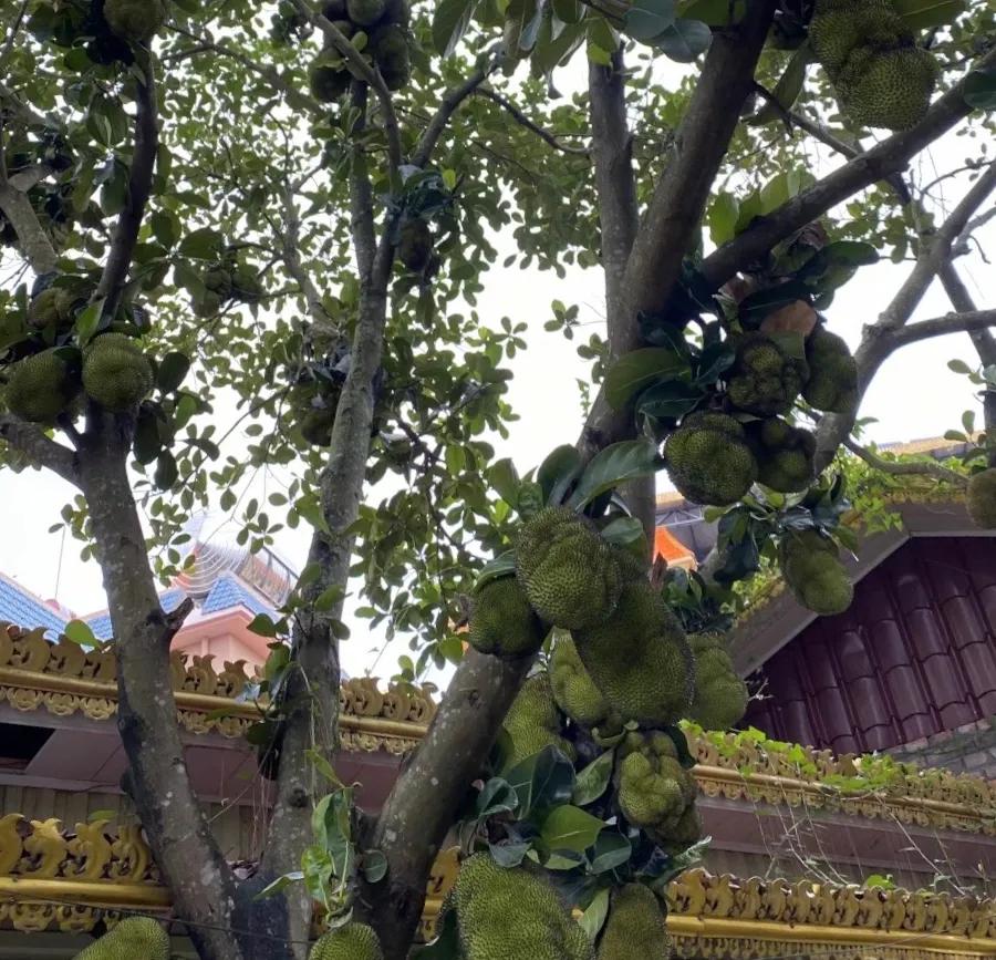 瑞丽一寨两国真实感受,瑞丽一寨两国水井