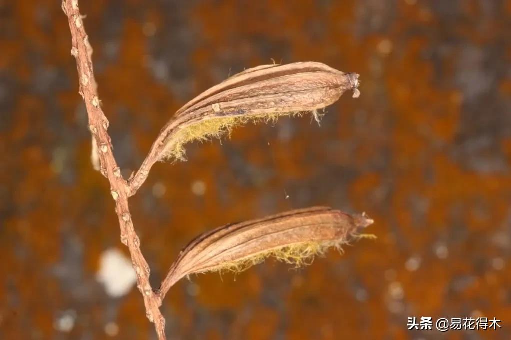 兰花国家级濒危珍稀物种布袋兰,国家保护植物兰花品种介绍