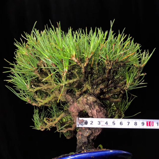 日本三河黑松盆景北方过冬,日本三河黑松小盆景