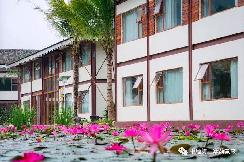 泰国顶级睡莲博士Dr.Nopchai版纳行，被勐景来圈粉