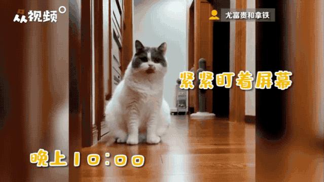 “因为一句话，我家猫在监控前守了一夜，彻夜未眠”