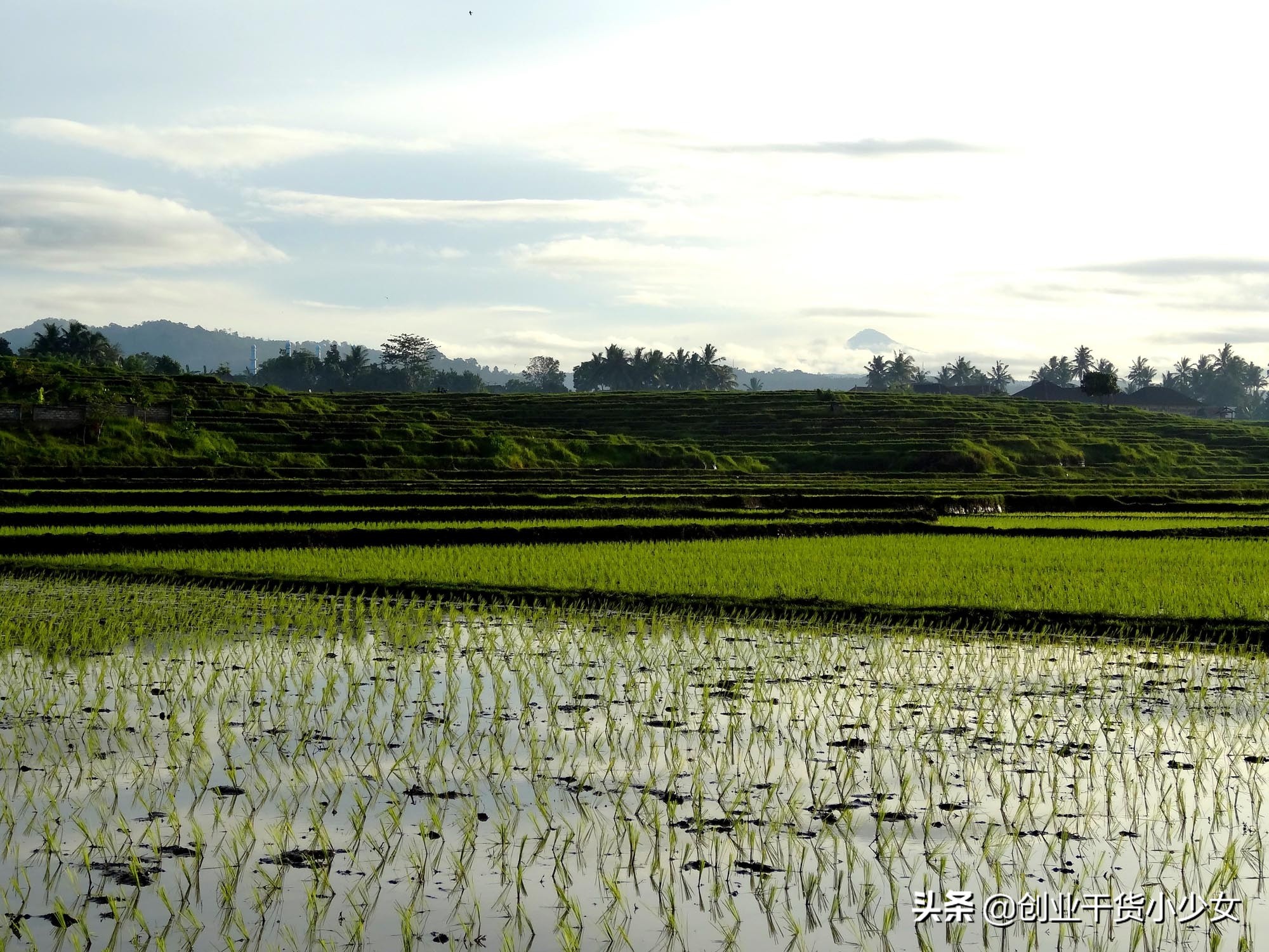 稻田泥鳅养殖前景与利润,郑州泥鳅种苗养殖技术