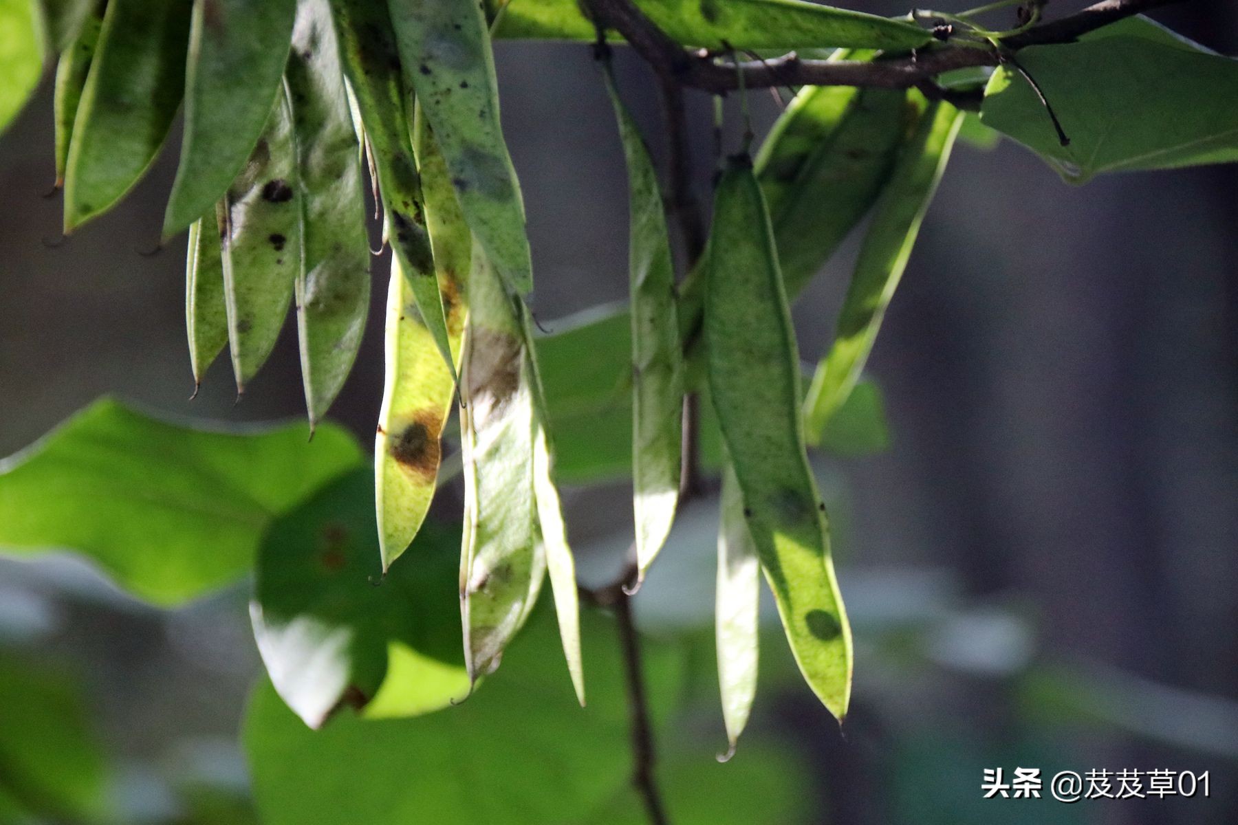 熬过这段难熬的日子就会破茧成蝶,破茧成蝶熬过就是重生