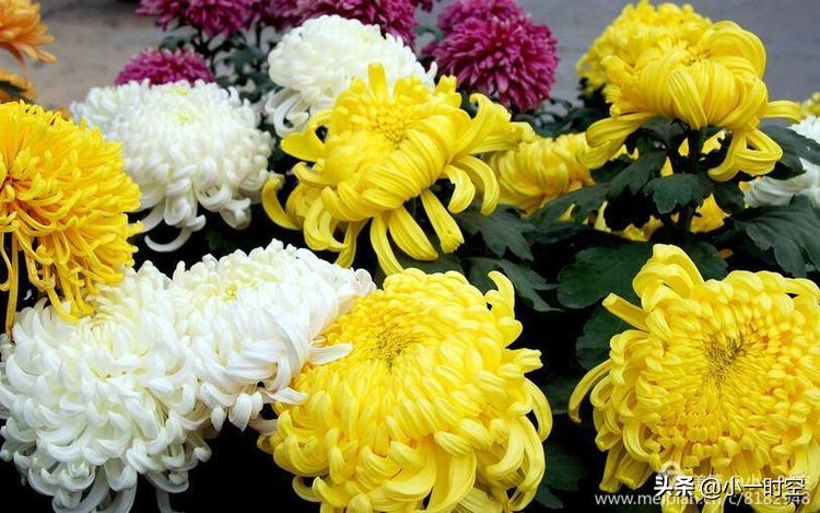 重阳节菊花诗词赏析,重阳节咏菊花的诗句