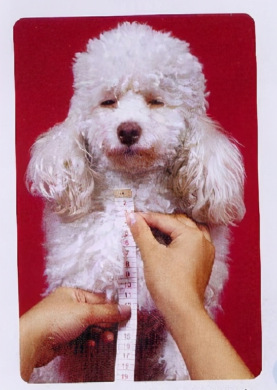 从零开始学做宠物衣服步骤,怎么自己给宠物制作衣服