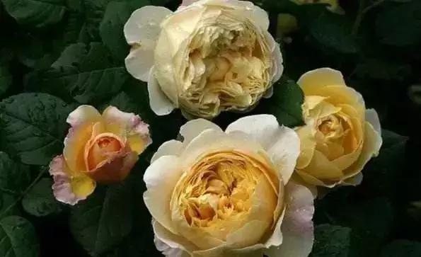 100种玫瑰品种图鉴大全,100种玫瑰品种图解