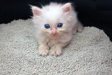 猫咪眼屎特别多的原因和处理方法,猫咪眼屎多的原因和处理方法