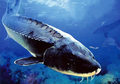 鱼中长者，从一亿三千万年到今天