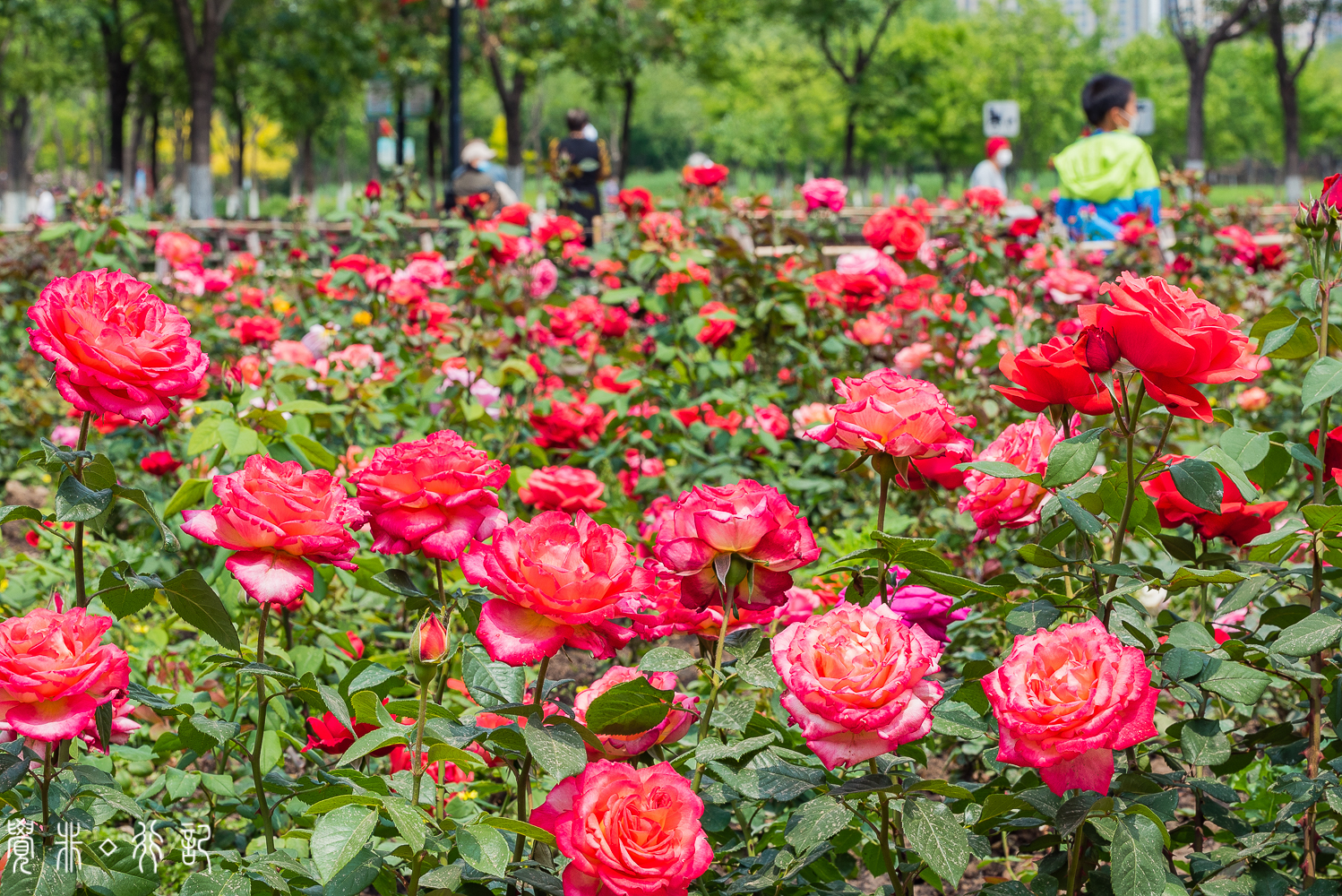 月季花中国特有品种,从中国运到欧洲的四种月季