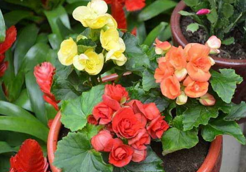 四季海棠花一年四季都能开花吗,刚栽开花的四季海棠怎么剪枝