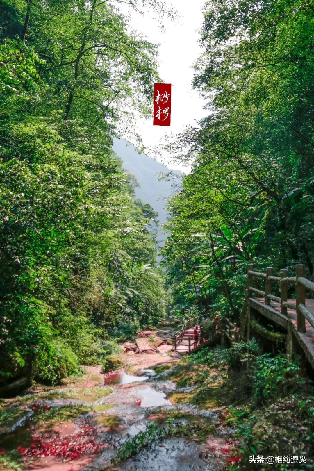 赤水大瀑布 侏罗纪公园 (贵州赤水侏罗纪公园攻略)