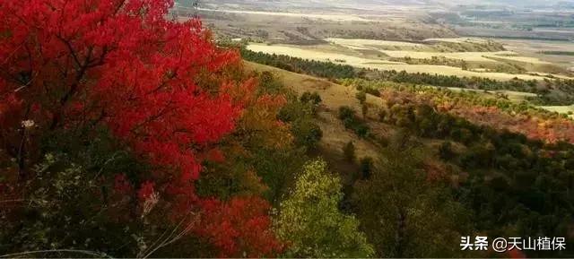 伊犁可克达拉草原,伊犁草原之旅