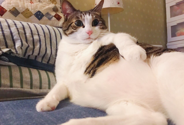 猫咪总是睡地上怎么办,猫咪经常躺床上如何让它睡窝里