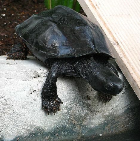 墨龟苗如何挑选 (怎样买到墨龟苗)