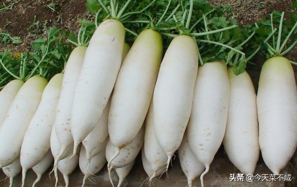 大虾燕窝,燕窝炖虾子