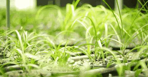 每日一品,蕙兰潘绿梅和庆华区别