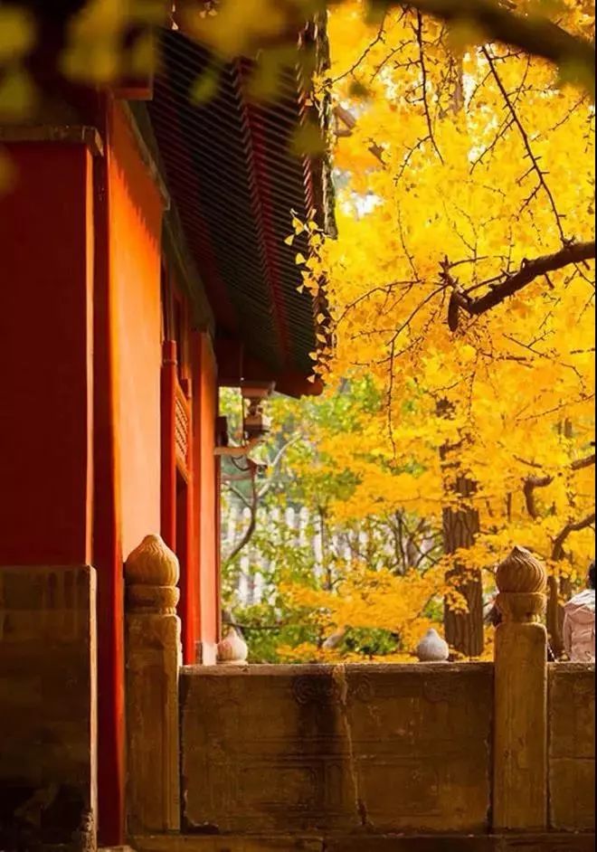 山花野鸟|园林花语