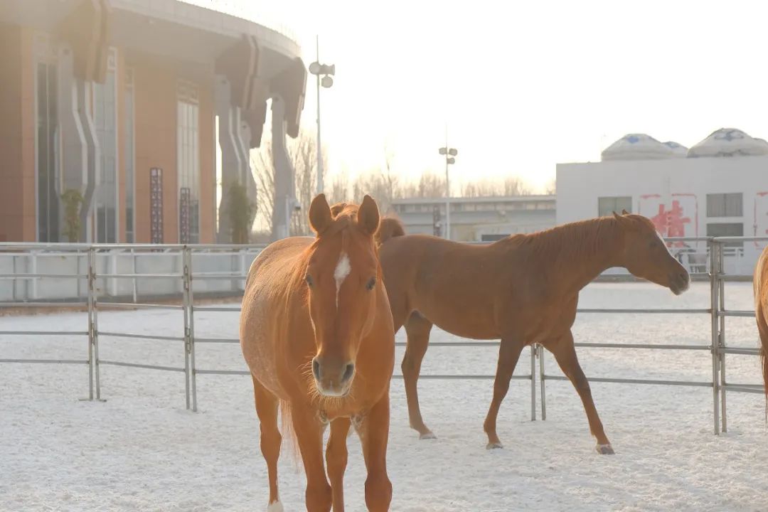 马匹的疾病,马匹疾病