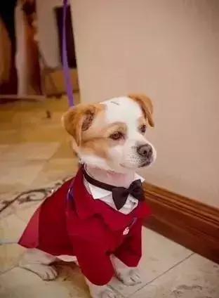 因舍不得主人出嫁，它选择这样做，“不管你去哪，带上我一起！”