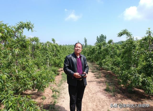 桃子成熟以后裂核怎么回事,桃子桃核裂开怎么回事