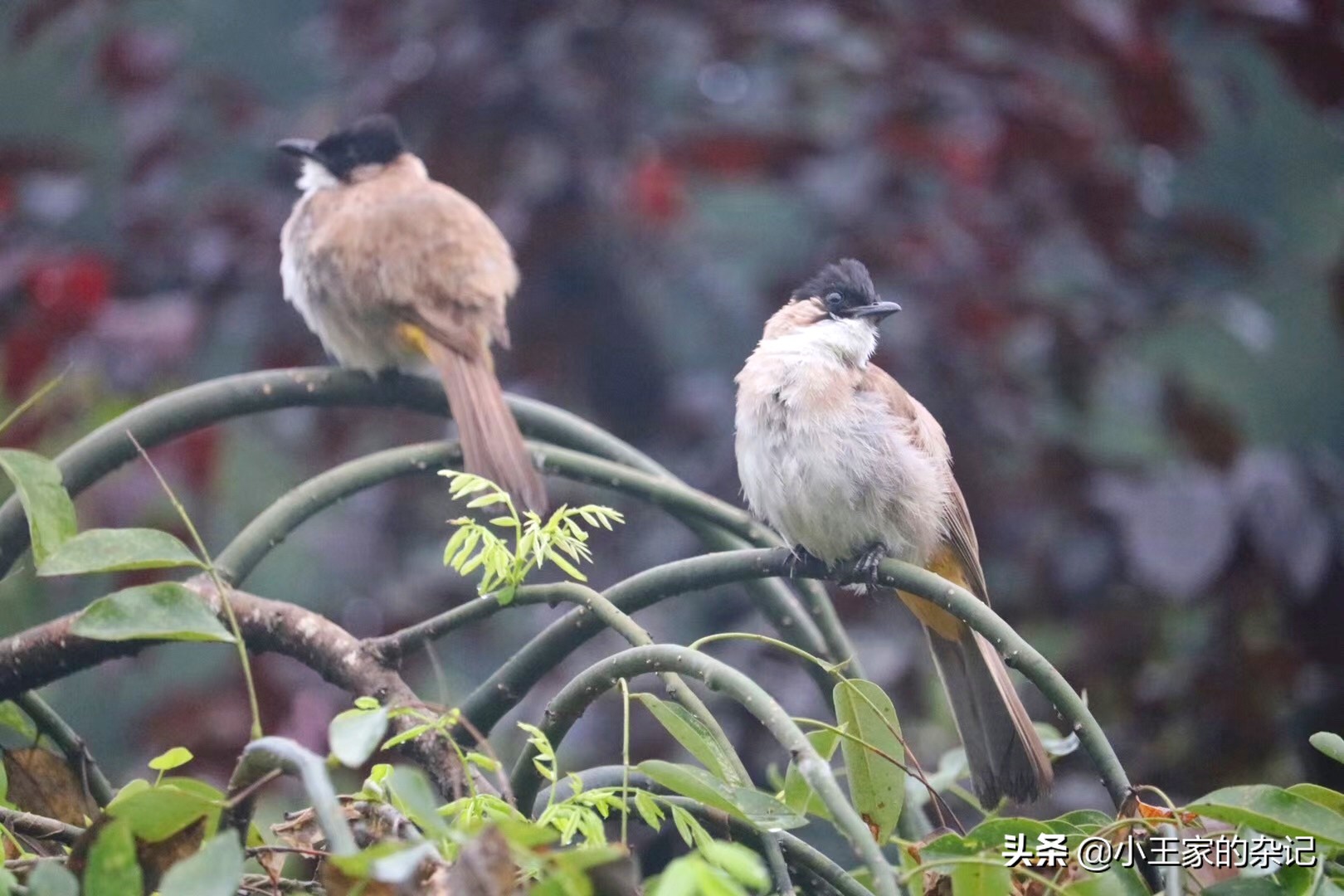 国际爱鸟日天桥岭,国际爱鸟日