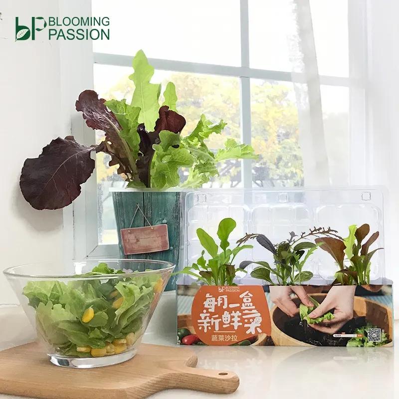 夏季适合做沙拉的蔬菜有哪些,种蔬菜教程阳台