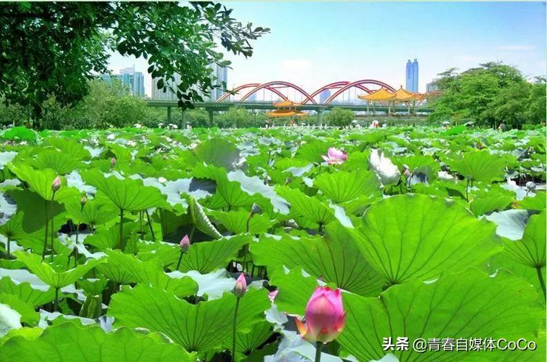 深圳荷花公园好去处,深圳荷花景点推荐