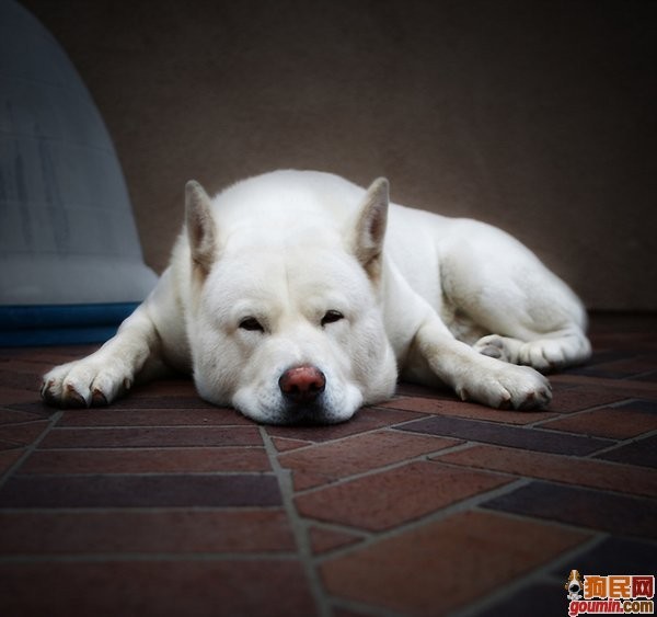 鐙楃嫍澶у叏鍙埍,鍙埍鐨勫皬鐙楃嫍閫佺粰鐖辩嫍浜哄＋