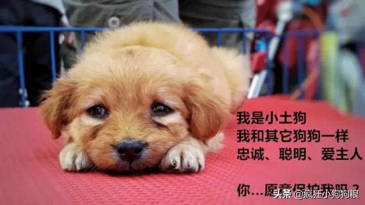 土狗的优势,土狗的三个基本行为