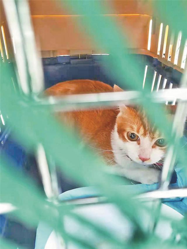 深晚荐读｜宠物托运“猫腻”有点多，部分商家涉嫌伪造证件