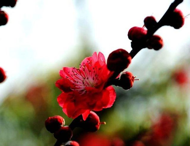 古诗红梅赞,赞美红梅傲雪凌霜气质的诗句